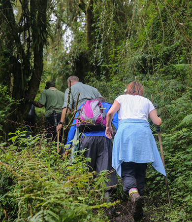 gorilla trekking Uganda