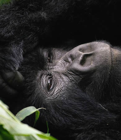 2 days uganda gorilla trekking