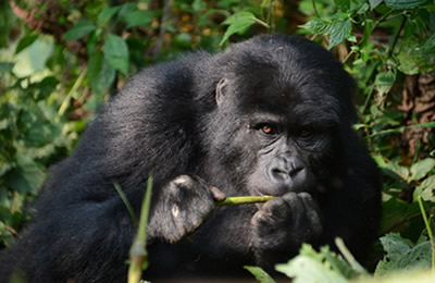 gorilla trekking in mgahinga national park