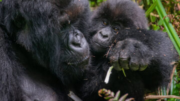 Bwindi gorilla tour