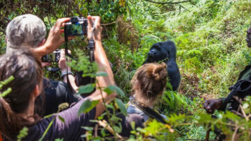 Bwindi gorilla trekking