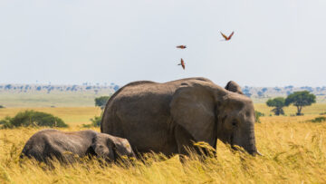 Discover the Magic of Safaris in Uganda: A Journey Through Africa’s Pearl