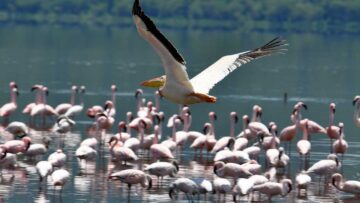 Birding Paradise: Flamingos, Storks, and More