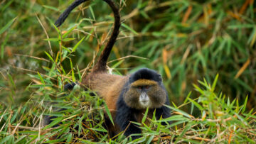 Chimpanzee Trekking in Nyungwe Forest National Park