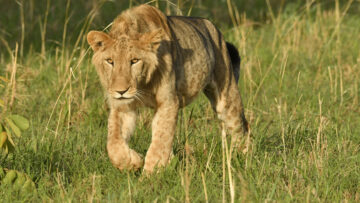 Where to See the Big Five in the Pearl Of Africa?