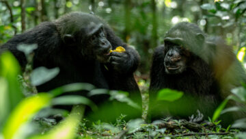Chimpanzee Tracking in Budongo Forest