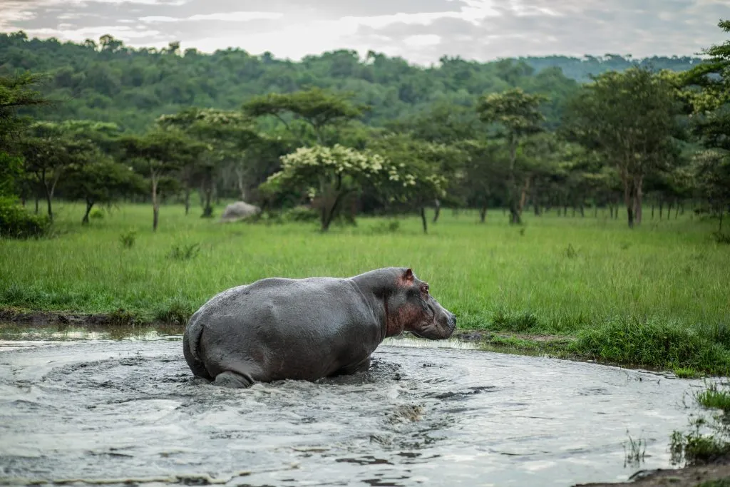 Lake Mburo National Park