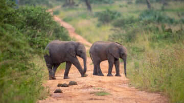 Top 5 National Parks in Uganda for an Unforgettable Safari