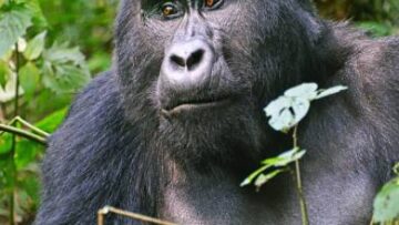 Best Places to See Mountain Gorillas in the Wild