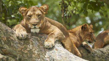 Animals to See in Kenya: Explore Kenya’s Iconic Wildlife