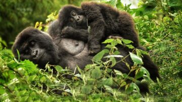 Discovering Bwindi Impenetrable Forest: Uganda’s Gorilla Haven