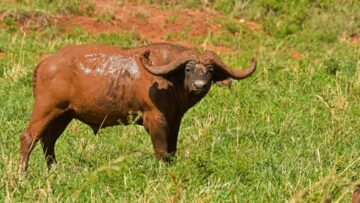Best Buffalo Viewing Areas