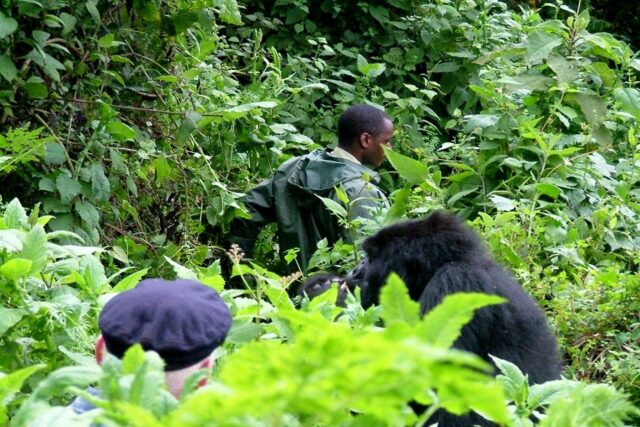 gorilla habituation experience in Bwindi