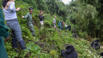 Everything You Need to Know Before Gorilla Trekking