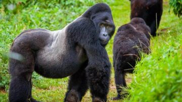Budget gorillas trekking safaris.