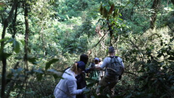 A Day in the Life of a Gorilla Trekker