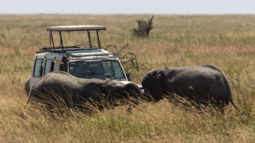 Budget vs. Luxury Safari in Kenya