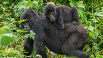 Gorilla Trekking in Bwindi Forest