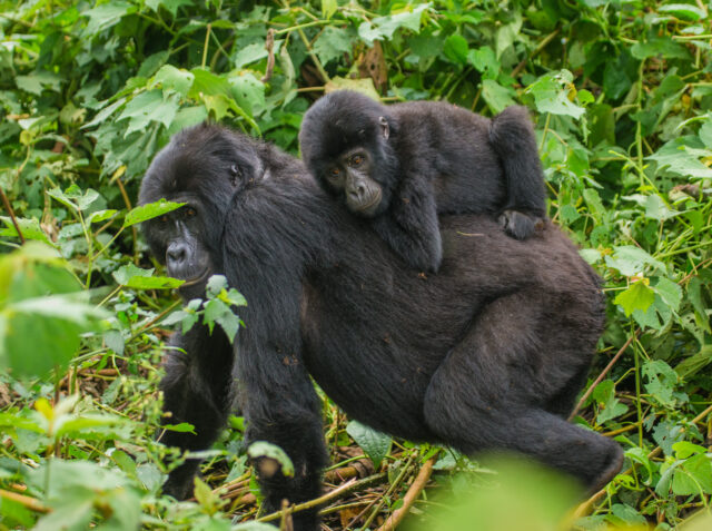 Rwanda gorilla trek.