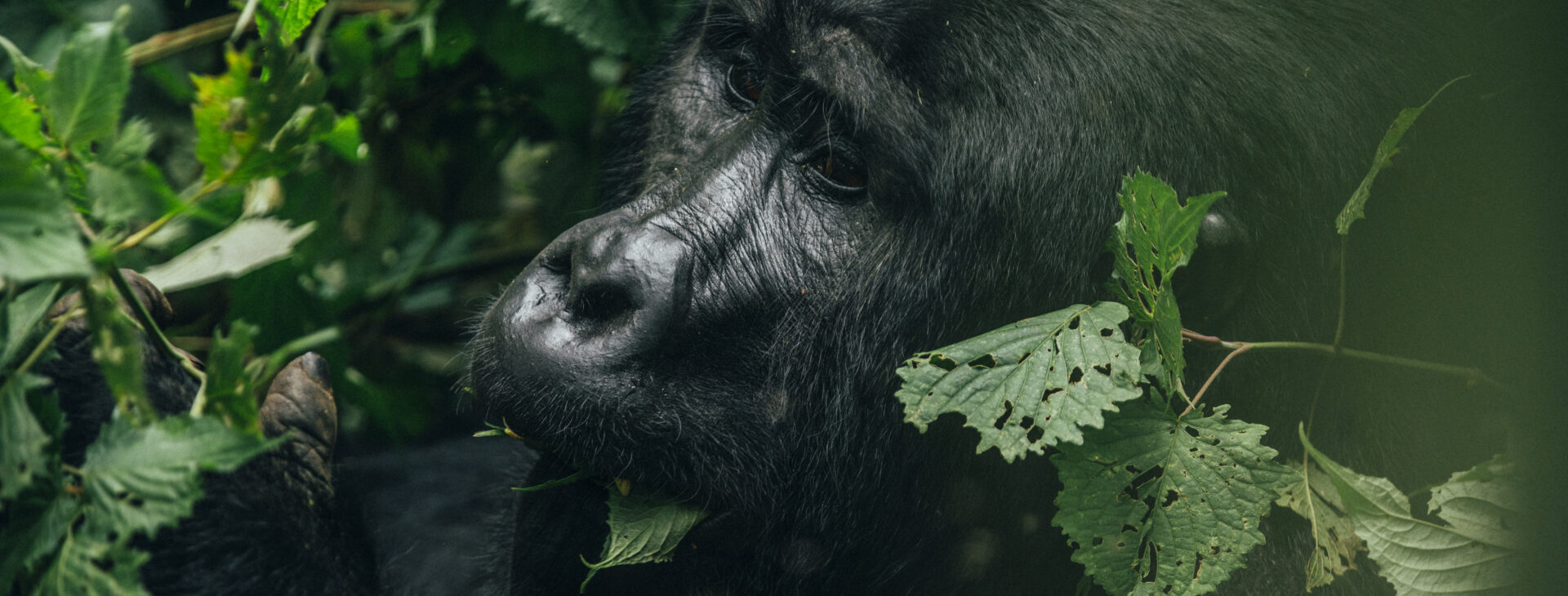 Experience the Majesty of Gorilla Trekking