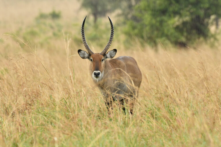 Uganda Rwanda safari