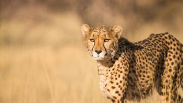 Cheetah Tracking in the Serengeti