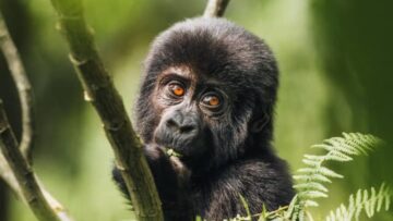 Comparing Gorilla Trekking in Uganda and Rwanda
