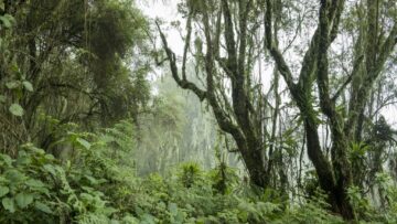 Climate Change in Gorilla Habitats: A Silent Threat to Mountain Gorillas