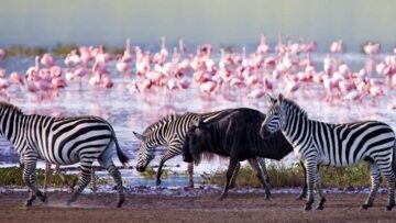 Discovering Lake Nakuru’s Flamingos: A Complete Guide