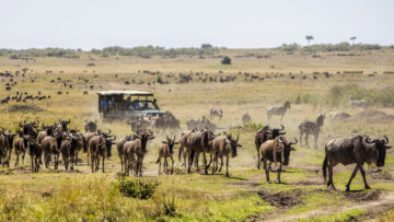 Exploring the Big Five in Kenya