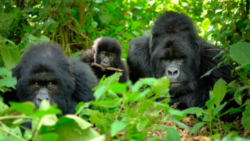 Exploring Uganda Beyond Gorilla Trekking: What Else to See